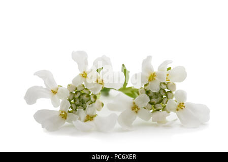 Iberis sempervirens fleurs isolé sur fond blanc Banque D'Images