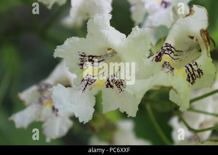 Fleurs Arbre Catalpa Banque D'Images