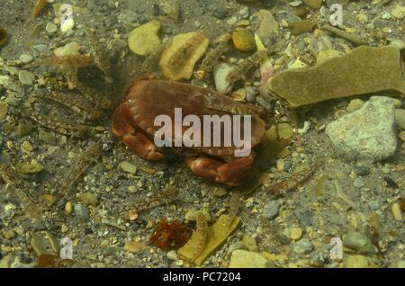 Pagurus du cancer, Taschenkrebs, crabe brun, crabe comestible Banque D'Images