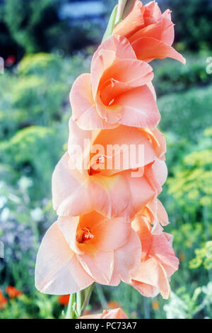 Fleurs de beauté de gladiolus couleur pêche au jardin d'été Banque D'Images