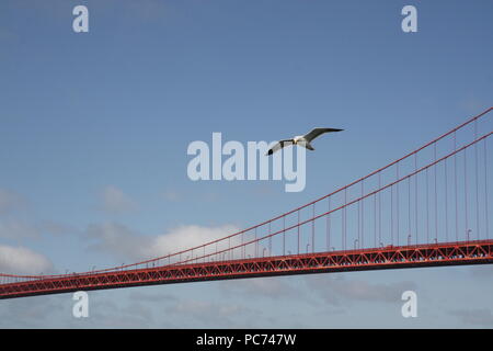 Flying Sea Gull et Golden Gate Bridge à San Francisco, California USA Banque D'Images