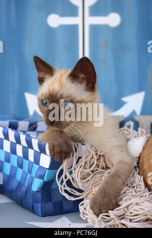 Chaton thaï, 7 semaines, seal point, couché dans un panier bleu Banque D'Images