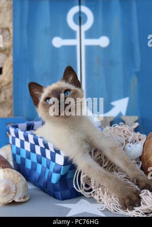 Chaton thaï, 7 semaines, seal point, couché dans un panier bleu Banque D'Images