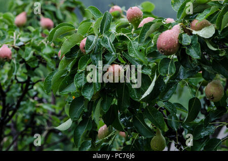 Les poires sur une branche dans le jardin. Les poires mûrissent sur l'arbre. les poires en gouttes de close-up sur une branche. arrière-plan avec des poires. Banque D'Images