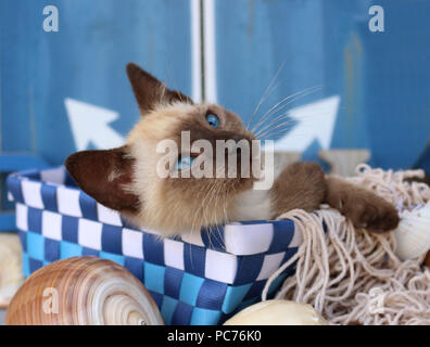 Chaton thaï, 7 semaines, seal point, couché dans un panier bleu Banque D'Images