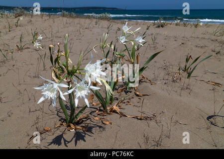 Jonquilles mer maritimums pancratium ou à la plage de la Turquie, Sinop Province. Banque D'Images