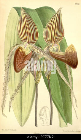 466 Paphiopedilum rothschildianum (comme Cypripedium rothschildianum) - Curtis' 116 (Ser. N° 3 46) pl. 7102 (1890) Banque D'Images