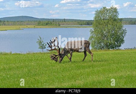 Avec de grandes cornes de renne sur pâturage pré vert sur le rivage du nord du lac. La Laponie finlandaise Banque D'Images