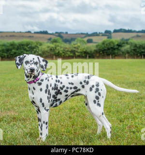 chien Dalmatien Banque D'Images