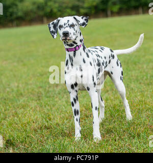 chien Dalmatien Banque D'Images