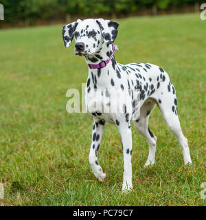 chien Dalmatien Banque D'Images