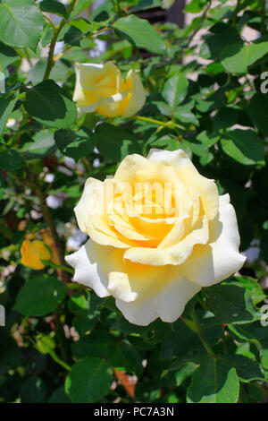 Rose jaune Banque D'Images