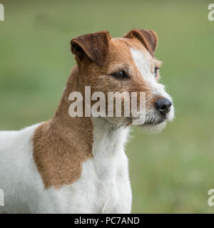 Parson Jack Russell Banque D'Images