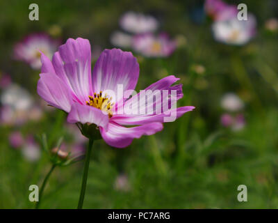Cosmos bipinnatus dans jardin. Banque D'Images