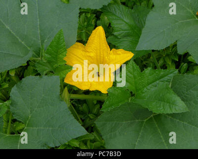 Fleur de citrouille sur vigne. Banque D'Images