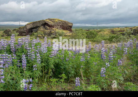 Fleur de lupin dans paysage islandais Banque D'Images