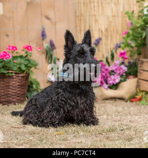 Scottish Terrier Banque D'Images