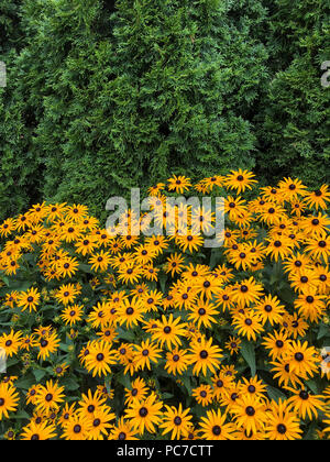 Jardin Anglais avec Susans black eyed et d'échinacée. Banque D'Images