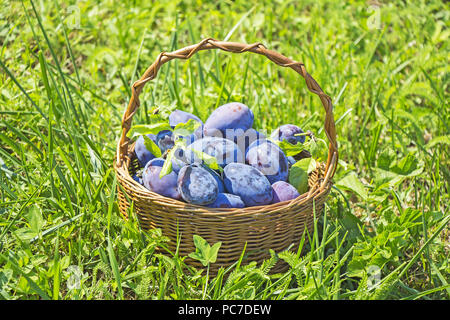 Les prunes dans le panier en bois on Green grass Banque D'Images