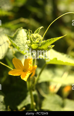 La vigne en fleur de concombre Banque D'Images