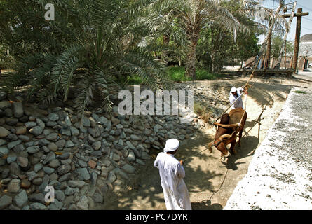 Emirats Arabes Unis les hommes en vêtements traditionnels pousser un taureau dans le cadre d'une vieille méthode de plantation à la village du patrimoine dans l'Emirat de Fujairah. Banque D'Images