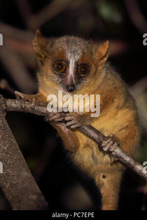 Lémurien Souris brun-doré (Microcebus ravelobensis) Direction générale des adultes sur la nuit, les espèces menacées d'Ampijoroa Station forestière, Madagascar Novembre Banque D'Images