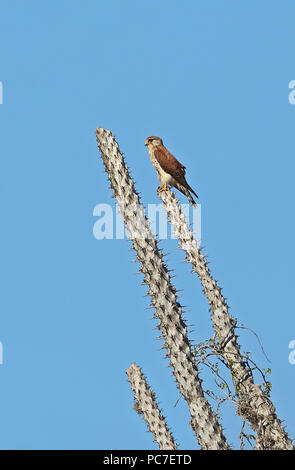 Madagascar crécerelle (Falco newtoni newtoni) morph pâle perché sur le poulpe, arbre endémique de Madagascar Parc Mosa, Ifaty, Madagascar Novembe Banque D'Images