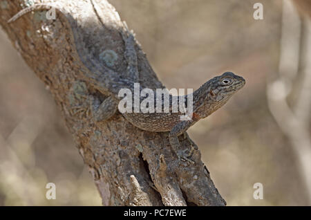 Merrem's Madagascar Oplurus cyclurus (Swift) adulte au repos sur tronc d'arbre endémique de Madagascar, Tuléar, Madagascar Novembre Banque D'Images