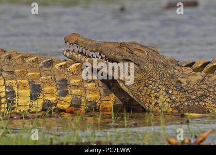 Le crocodile du Nil (Crocodylus niloticus) close up of young adult resting head on older adult Lac Ravelobe, Ampijoroa Ankarafantsika, Station forestière Rese Banque D'Images