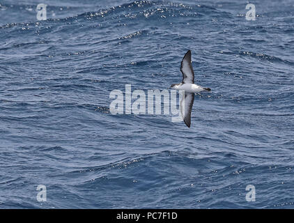 Boyd's (Puffinus lherminieri boydi) adulte en vol, montrant le dessous du Cap-Vert, de l'Océan Atlantique peut Banque D'Images