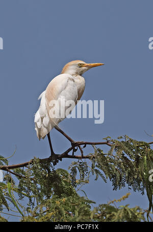 Héron garde-boeufs (Bubulcus ibis ibis) perché en haut d'arbres adultes à l'île de Santiago, Cap-Vert Avril Banque D'Images