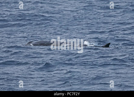 Rorqual commun (Balaenoptera physalus physalus) des profils à la surface de l'océan Atlantique au large de la côte portugaise peut Banque D'Images