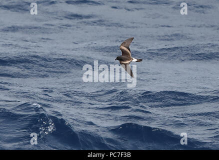 L'océanite tempête (Hydrobates leucorhous leucorhous) adulte en vol au-dessus de la mer Cap Vert, Océan Atlantique peut Banque D'Images