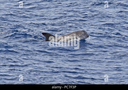 Dauphin de Risso (Grampus griseus) des profils à la surface est de l'océan Atlantique, au nord du Cap Vert peut Banque D'Images