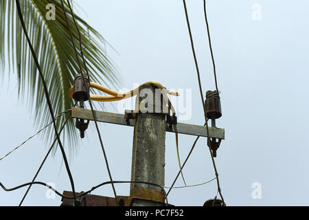 Jaune indien Couleuvre obscure Couleuvre obscure--oriental (Ptyas muscosus) chassant un rat est passé à l'automne sur la ligne d'alimentation à ramper pour échapper, juin -Trivandrum Kerala,,I Banque D'Images