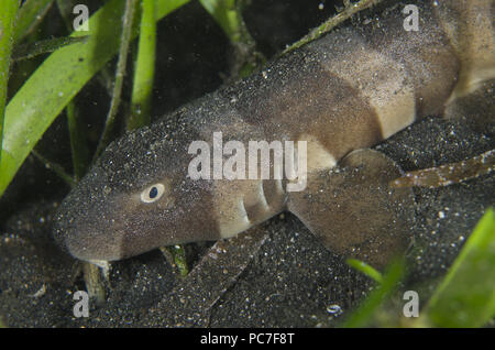 Brown-banded requin bambou (Chiloscyllium punctatum), juvénile dans l'herbe sur la mer de sable noir, TK1, site de plongée Détroit de Lembeh, Sulawesi, Indonésie Banque D'Images