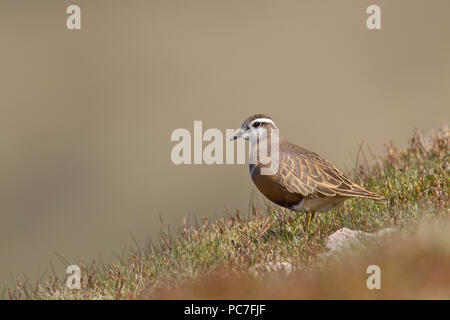 « Récent mâles adultes Charadrius morinellus se tenait sur Carnehy,Hill Edinburgh,sur sa route vers le nord de reproduction,en mai. Banque D'Images