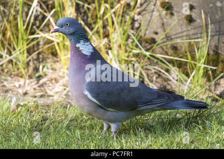 Bois commun pigeon (Columba palumbus) debout sur un pré, Trèves, Rhénanie-Palatinat, Allemagne, Avril Banque D'Images