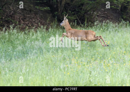 L'ouest de chevreuils (Capreolus capreolus), buck adultes sautant par-dessus un pré, près de Trèves, Rhénanie-Palatinat, Allemagne, Mai Banque D'Images