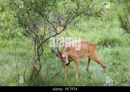 L'ouest de chevreuils (Capreolus capreolus), buck adultes marquage territoire sur bush, Hunsr'ck, Rhénanie-Palatinat, Allemagne, Août Banque D'Images