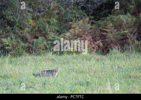 Chat Sauvage Européen (Felis silvestris silvestris), adulte debout sur prairie au bord de la forêt, Hunsr'ck, Rhénanie-Palatinat, Allemagne, octobre Banque D'Images