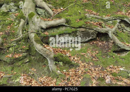 Les racines des arbres exposés du hêtre commun (Fagus sylvatica), Hebden Dale, West Yorkshire, Angleterre, octobre Banque D'Images