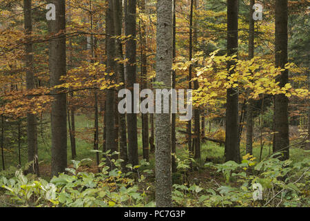Les pins (Pinus sp.) et le hêtre commun (Fagus sylvatica), de la forêt mixte de l'habitat, le Parc National de Tara, Serbie, octobre Banque D'Images