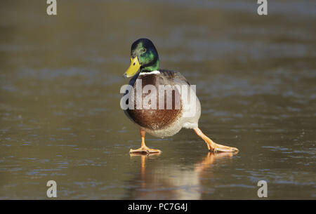 Canard colvert (Anas platyrhynchos) mâle adulte, glissade sur le lac gelé, Leeds, West Yorkshire, Angleterre, Janvier Banque D'Images