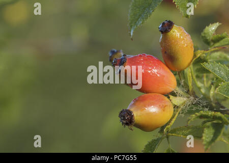 Dog Rose (rosa canina) close-up d'églantier, West Yorkshire, Angleterre, er Septemb Banque D'Images