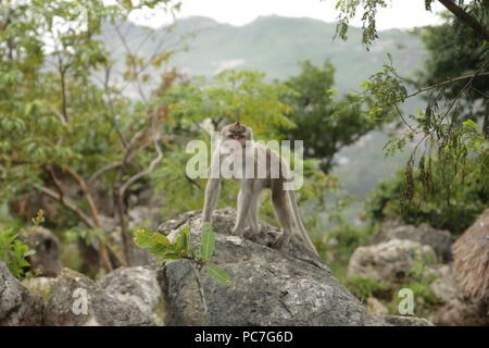 Un adulte singe debout sur un rocher sur ses quatre jambes à directement à l'appareil photo, avec des greens en arrière-plan, les yeux plein de malice. Banque D'Images