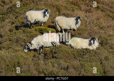 Swaledale brebis de Heather, Dunsop Bridge, Lancashire, Angleterre, Royaume-Uni. Banque D'Images