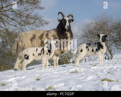 Jacob brebis et agneaux dans la neige, à Preston, Longridge, Lancashire. Banque D'Images