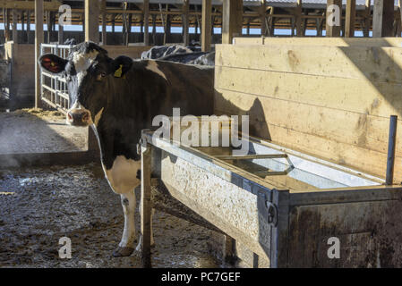 Les vaches laitières Holstein à côté d'un abreuvoir dans un bâtiment de l'armoire en bois, Bury, Greater Manchester. Banque D'Images