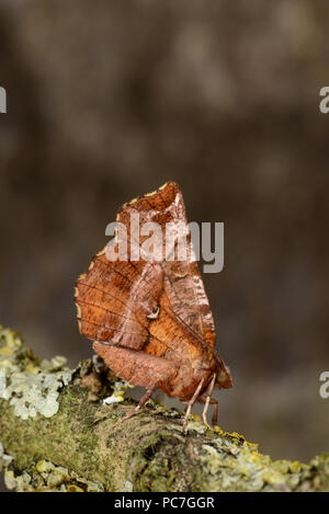 Début de Thorn (Selenia dentaria) adulte au repos sur la branche couverte de lichen, Monmouth, Wales, Avril Banque D'Images